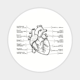 Anatomical Heart Diagram (Black Text) Magnet